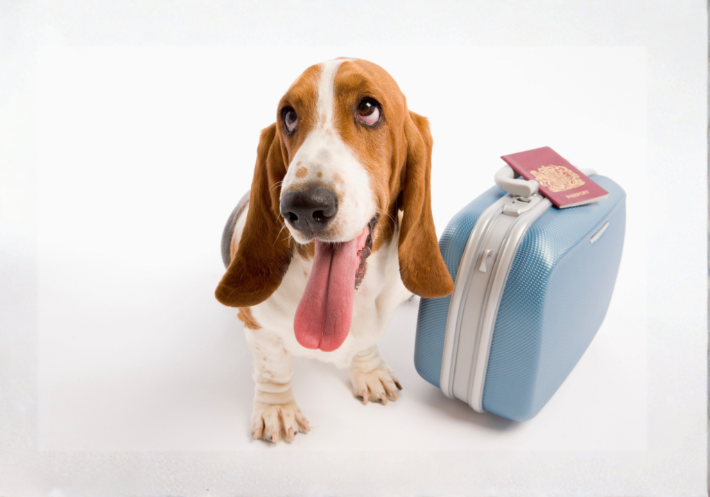 Guías & Inspiración qué llevar cuando viajas con tu perro