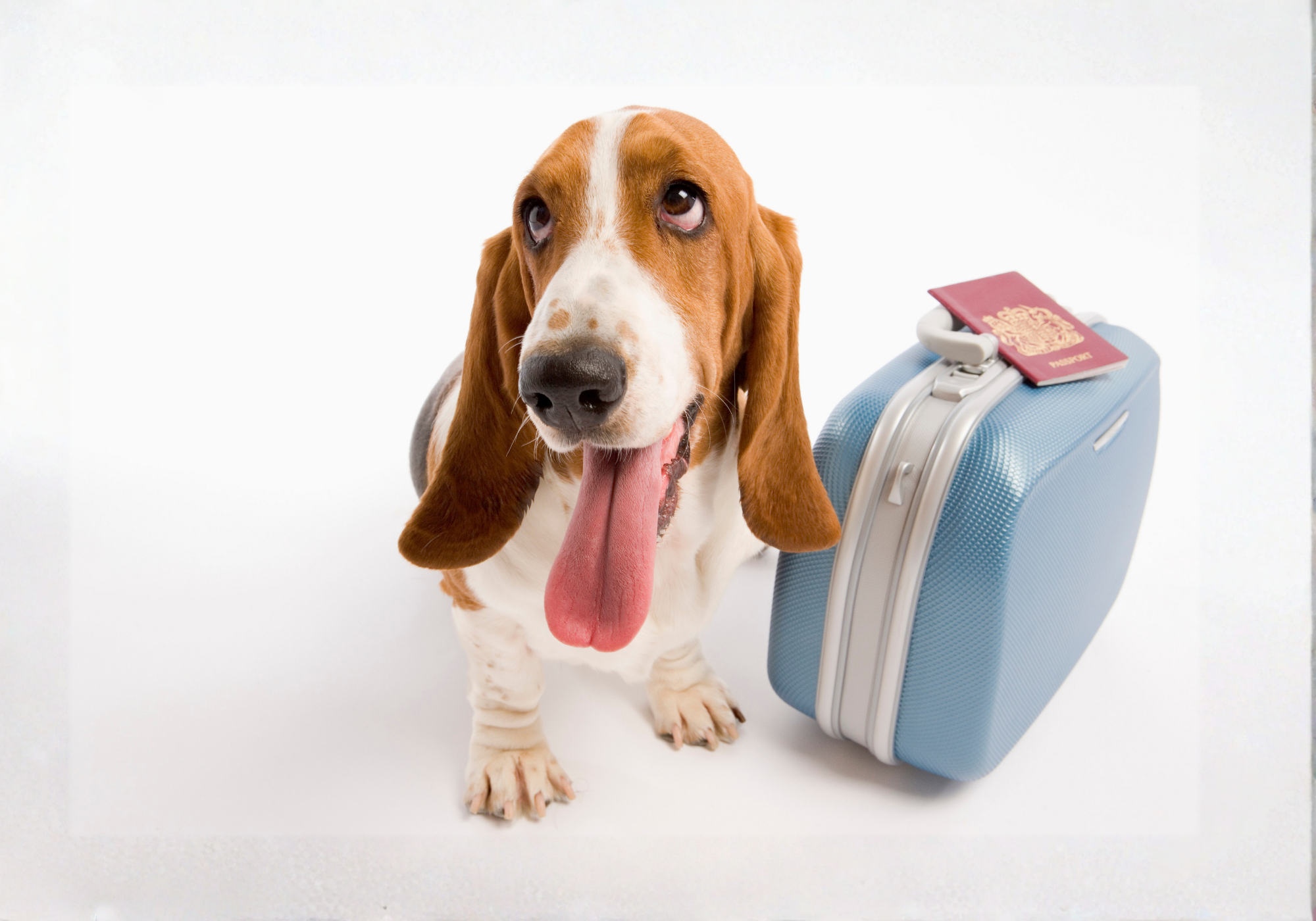 Qué llevar cuando viajas con tu perro: checklist completa para cualquier destino