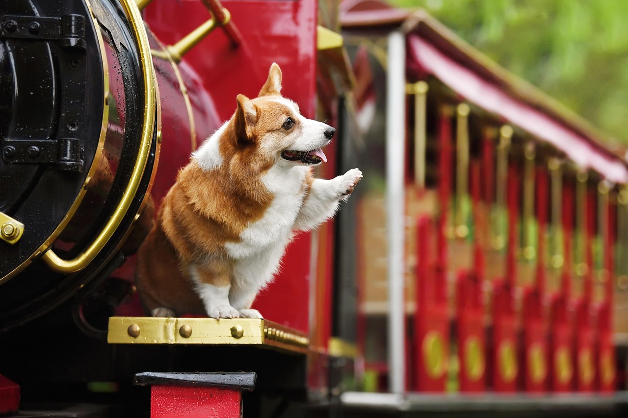 Transporte: cómo moverte con tu perro