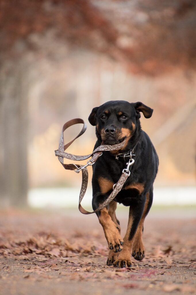 rottweiler, dog, running, mammal, animal, autumn, leaves, brown, play, leash, run, running dog, playful, nature, playful dog, pet, canine, portrait, dog portrait