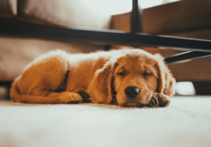 mascota tranquila