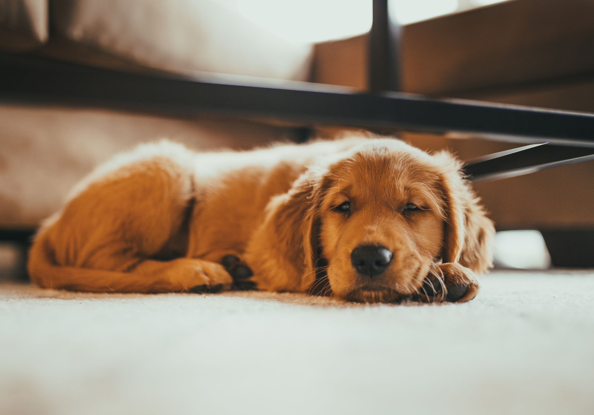 Mejores apps para viajar con perro en 2026: guía práctica