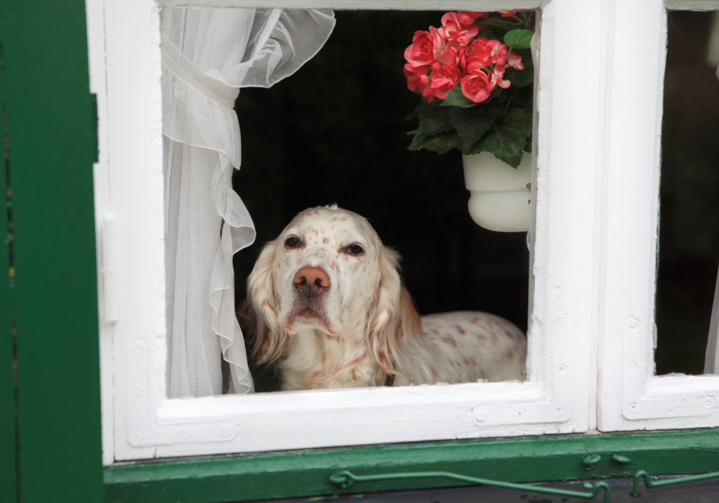 mejores alojamientos petfriendly