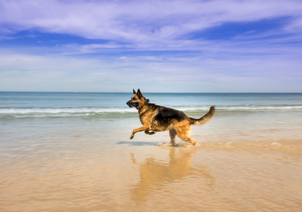 playas para perros