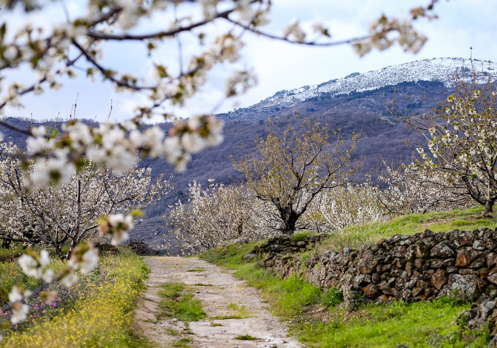 Valle del Jerte en flor: cuándo ir, rutas y consejos para visitar los cerezos
