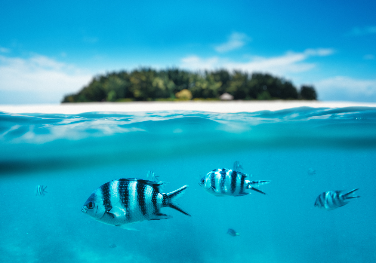 Viajar a Zanzíbar por libre: guía completa para organizar el viaje paso a paso