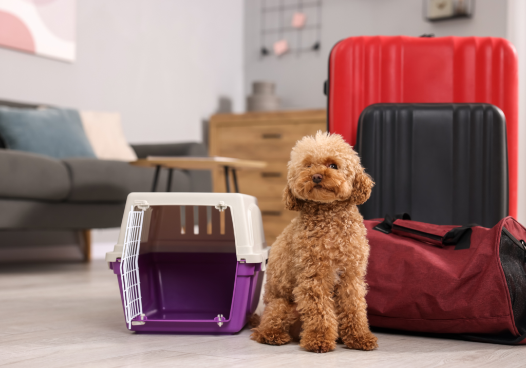 transportÍn para viajar con mascota