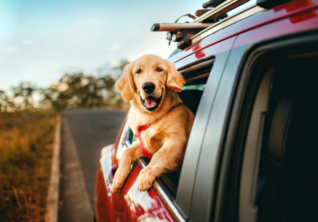 Destinos pet-friendly: lugares donde viajar con tu mascota viajar con mascota